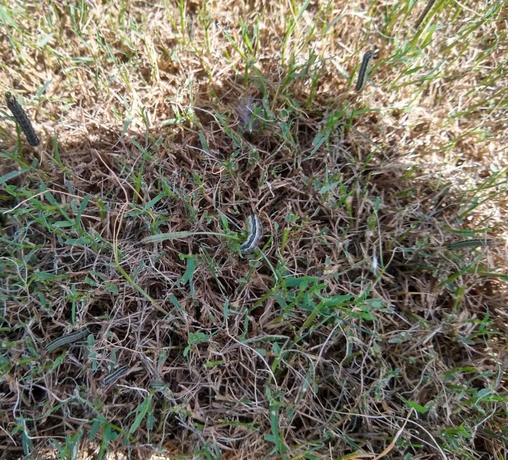 Close-Up of Fall Armyworms on Grass Close-up image of fall armyworms crawling on grass, showcasing their distinctive markings and size