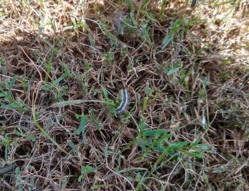 Beware of Fall Armyworms: Protecting Your Lawn in LaGrange