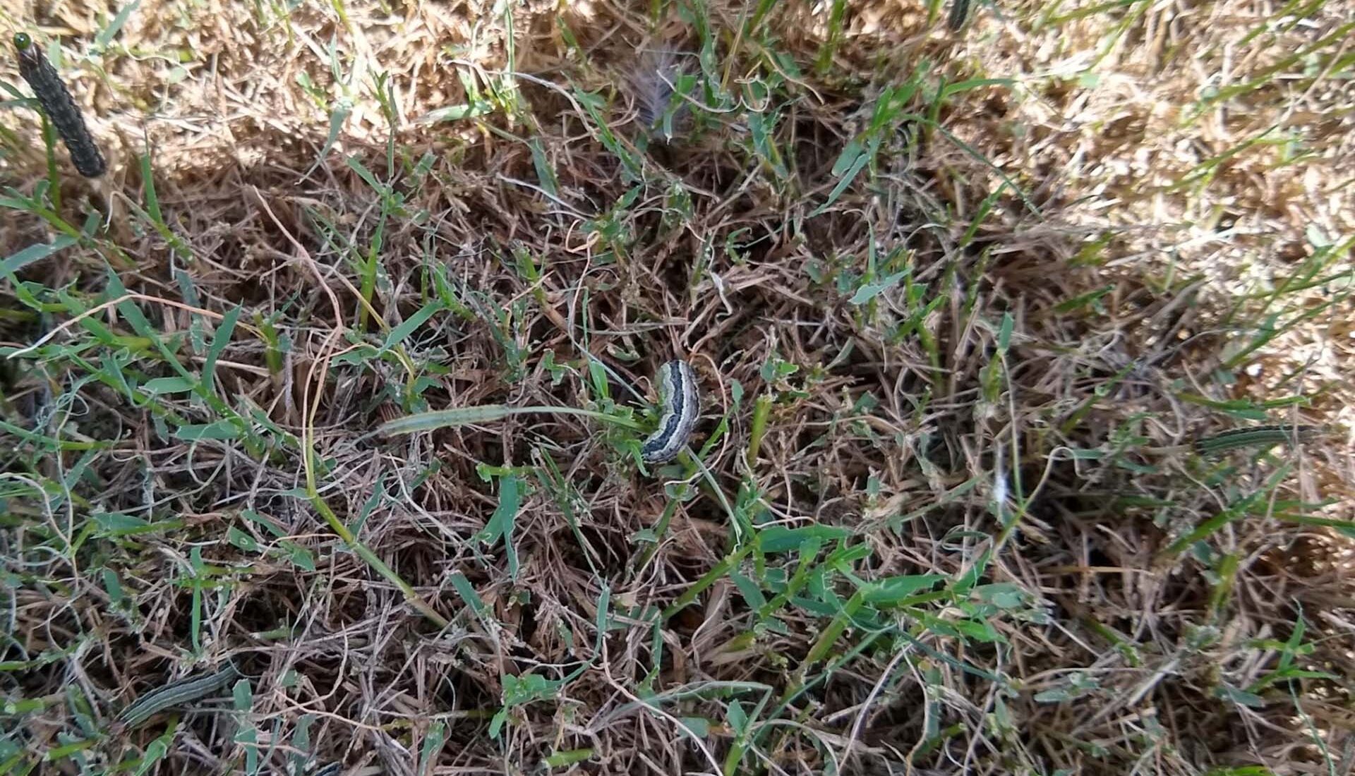 Close-up image of fall armyworms crawling on grass, showcasing their distinctive markings and size