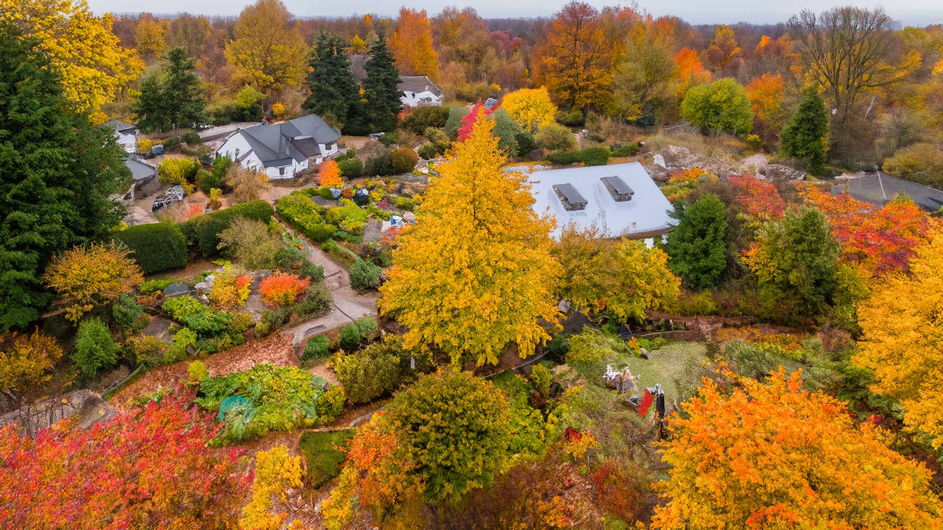 Suburban neighborhood in autumn with trees displaying vibrant fall foliage, colorful leaves scattered on the ground, and homes with manicured lawns and seasonal decorations.